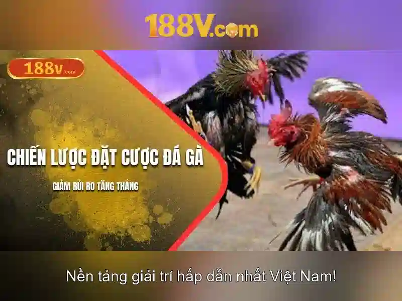 Quy trình tham gia đá gà